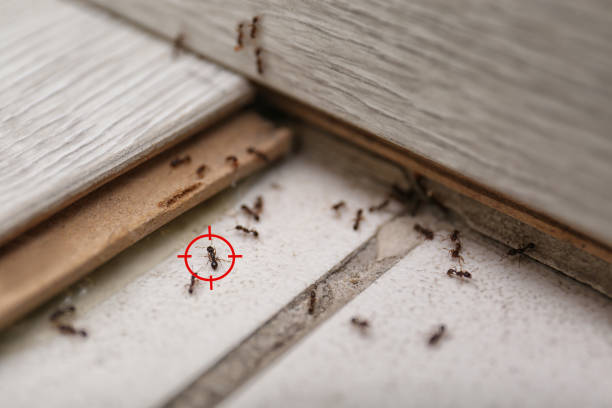 Best Pest Prevention Services  in Vandalia, OH