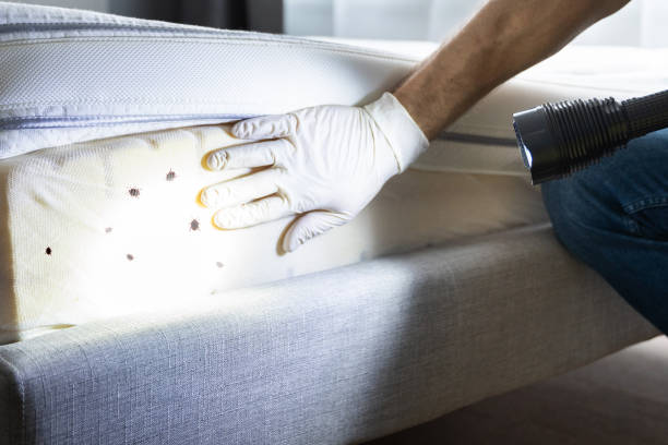 Best Wasp Removal Services  in Vandalia, OH
